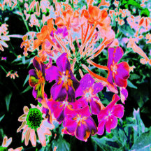 Blooming Abstract Magenta and Orange Flower