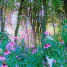 Bright Sunrise with Pink Coneflowers in My Garden