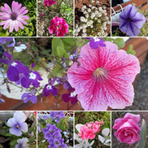 Pretty Petunia and Daisy Flower Collection