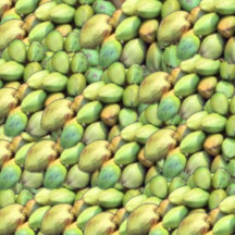 Tropical Coconut Fruit Pattern