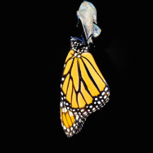 Photography Collection