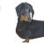 DachshundMomma