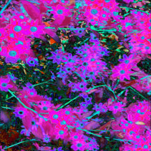 Pretty Hot Pink, Magenta and Aqua Blue Flowers