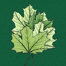 Green Maple Leaves In Spring