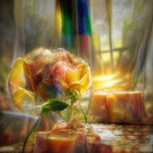 Sunlit Rose