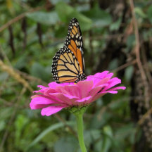 Monarch Butterfly on a Pretty Pink Zinnia Flower