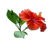 Red Hibiscus Flowers