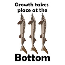 Sturgeon Fish-Growth Takes Place At The Bottom
