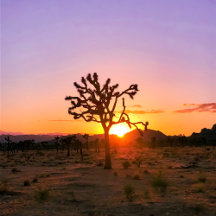 Joshua Tree Sunset (Purple & Orange)