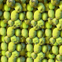 Tropical Breadfruit Pattern