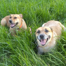 Happy Rescued or Adopted Dogs