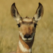 Pronghorn