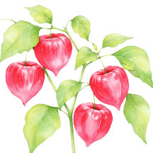 Watercolor fruit illustrations