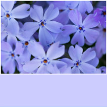 Pastel Periwinkle Solid Color
