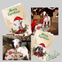 Festive Reindeer Christmas Goat Kids 