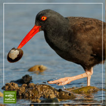 WWN Shorebirds (Oystercatchers)