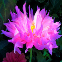 Stunning Pink and Purple Cactus Dahlia