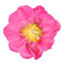 Pink Peony