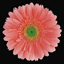 Daisies - Various Colors Types