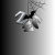 zem_shop