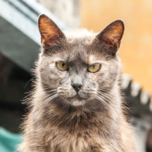 Feline Fall Collection