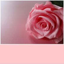 Pastel Rose Solid Color