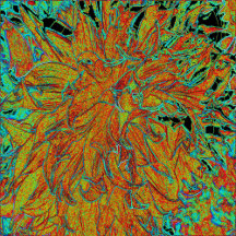 Abstract Burnt Orange and Green Dahlia Bloom
