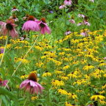 Yellow and Purple Flowers in the Garden