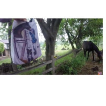 HORSE NOTES JOURNAL GOODIES