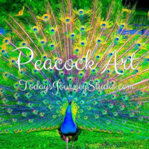 Peacock Art - Today's Journey Studio 
