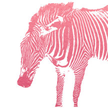 Pink Zebra 