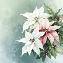 Elegant White and Pink Christmas Poinsettias 