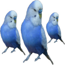 Wellensittich diverse Accessories