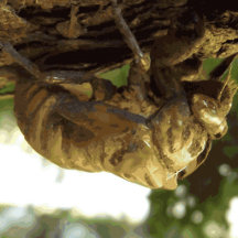 Cicada shell. It was in a hurry.