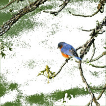 Earth-Friendly Products Available on Zazzle