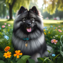 Wolspitz - Keeshond