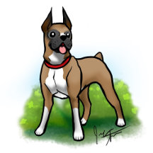 Dog - Boxer