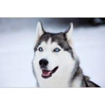 Siberian Husky Collection
