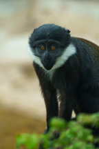 Baby Animal Collection