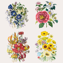 Garden Flowers