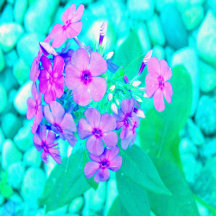 Pretty Pink Garden Phlox Flower on Aquamarine