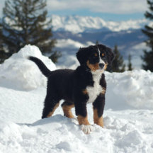 Bernese Mountain