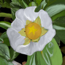 Strawberry Blossom Collection