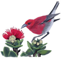 Greeting Cards for Bird lovers 