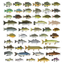 Freshwater Fish Groupings Poster