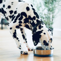 Pet Bowls