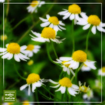WWN Flowers (Daisies)