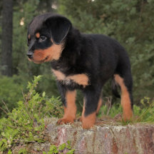 Rottweiler
