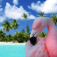 Home: Flamingo and Beach