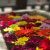 Colorlicious